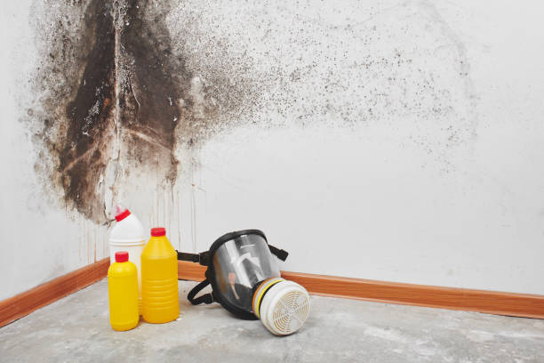 Best Attic Mold Removal  in Wickenburg, AZ