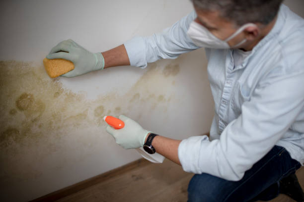 Best Mold Remediation  in Wickenburg, AZ