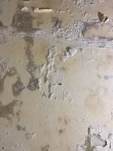 Reliable Wickenburg, AZ Mold Removal Solutions