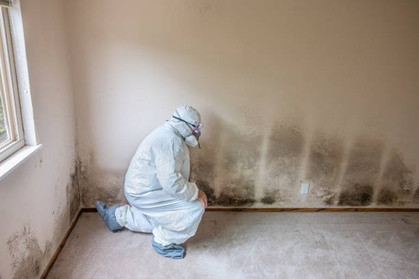 Best Black Mold Removal  in Wickenburg, AZ
