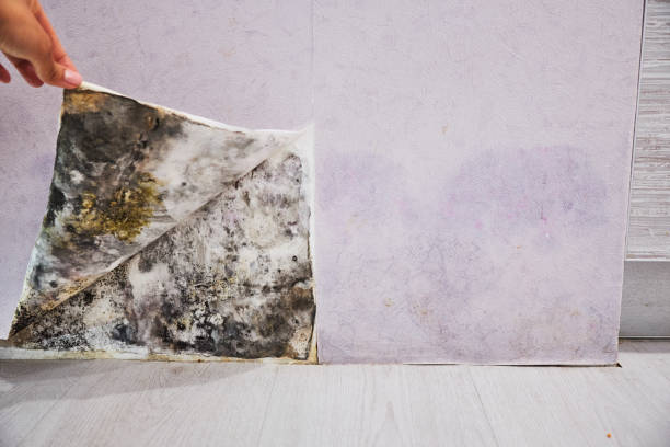 Water Damage Restoration in Wickenburg, AZ